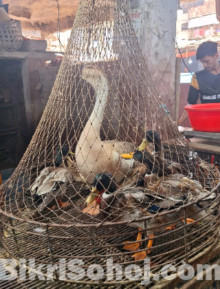 দেশি মোরগ ,মুরগি ও রাজহাঁস, চীনা হাঁস ও পাতিহাস